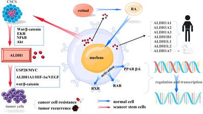 ALDH1: A potential therapeutic target for cancer stem cells in solid tumors